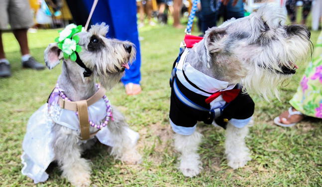 Humanización de mascotas puede afectar a su bienestar