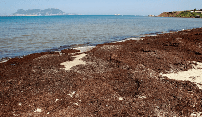 España retira 40 toneladas de algas invasoras de las playas