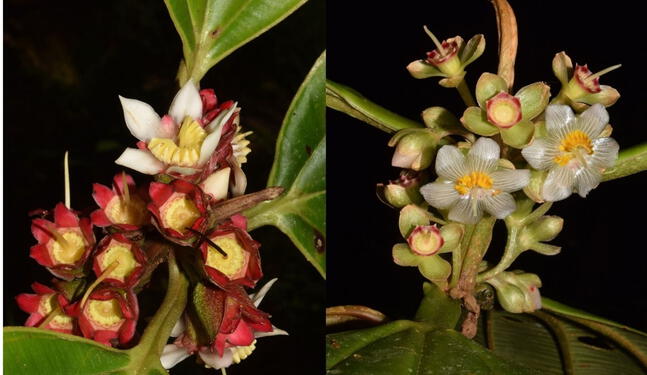 Descubren siete nuevas especies de plantas en la Amazonía peruana