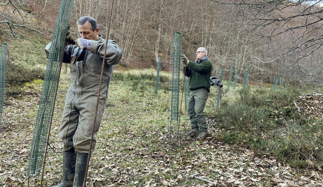 Instalan árboles frutales para que osos no se acerquen a poblados