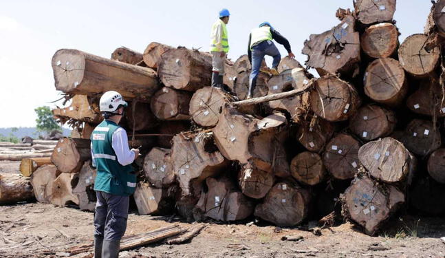 ONU se pronuncia sobre modificación en Ley Forestal peruana