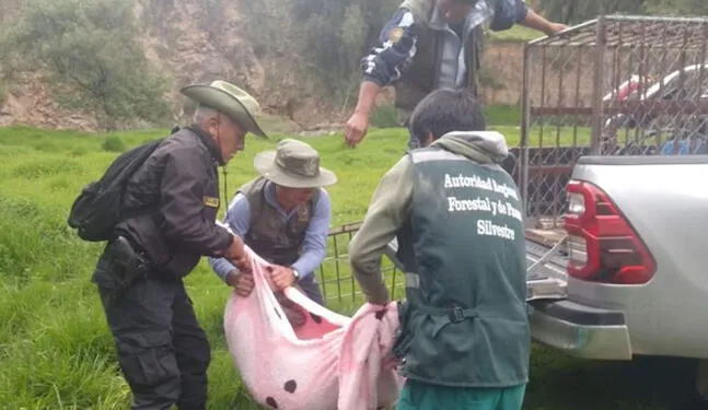 Ayacucho: Rescatan a puma andino encerrado en recreo campestre