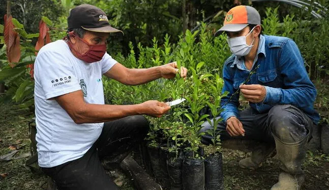 Siembran especies forestales nativas en Tumbes