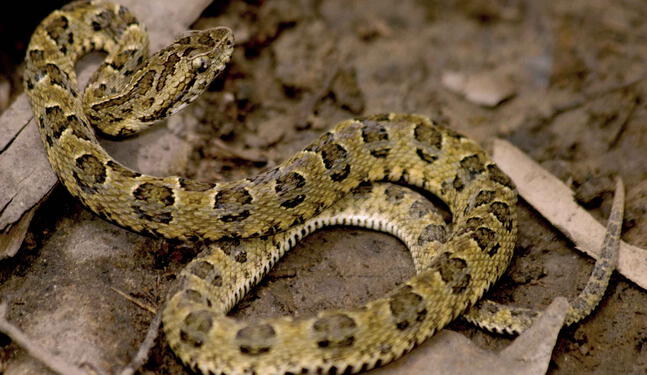 Serpientes nacen en cautiverio en Museo de Historia Natural