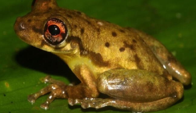 Nueva especie de rana es descubierta en Amazonía peruana