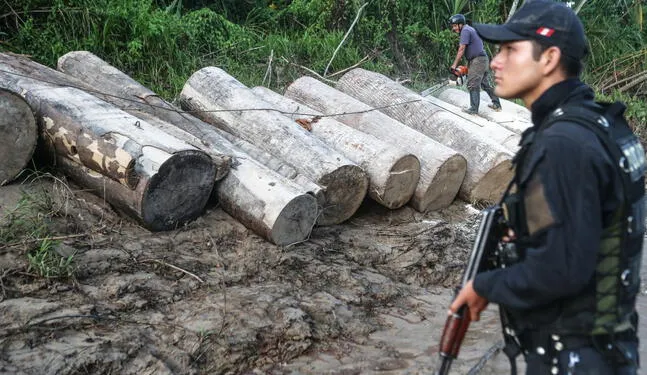 Amazonas busca soluciones contra la tala ilegal