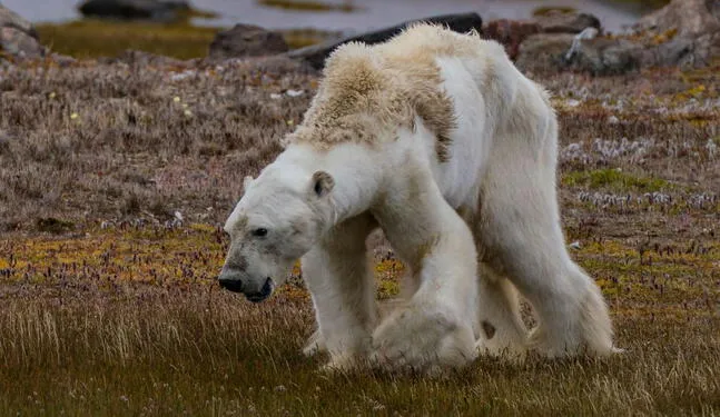 Osos polares al borde de la hambruna por calentamiento global