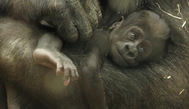 Raro gorila de la llanura nace en zoológico de Londres
