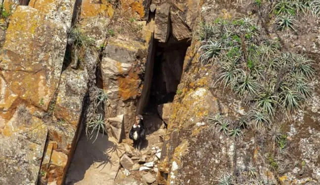 Perú: Hallan por primera vez nido de cóndores en Ayacucho