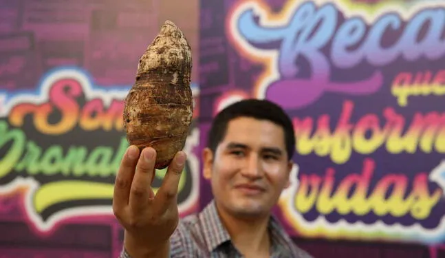 La Pituca: el tubérculo amazónico que busca conquistar el mundo