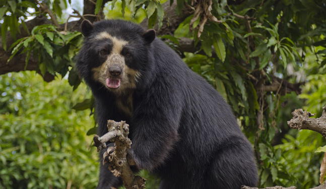 El mundo celebra Día para la Protección de los Osos