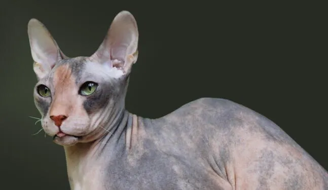 Gatos exóticos de Ucrania son rescatados en Alemania