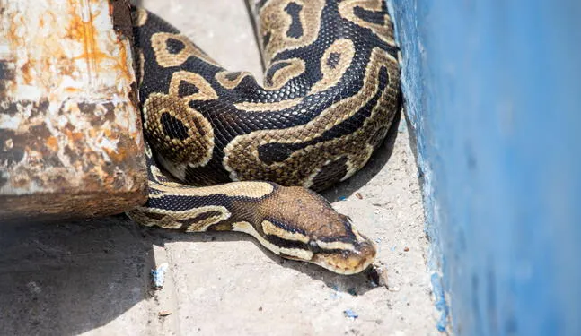 Enorme pitón africana es encontrada en coliseo de Magdalena