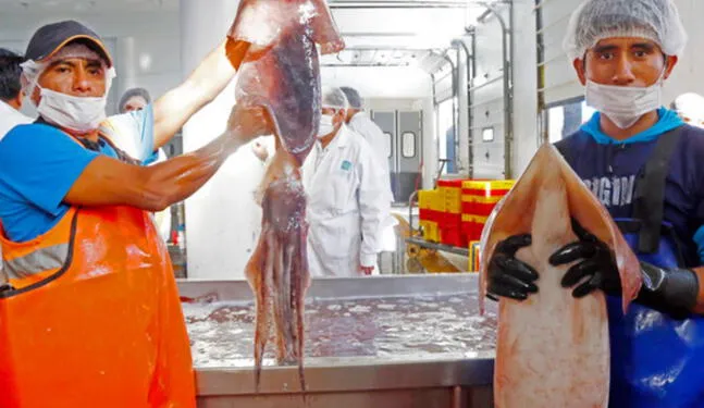 Calamar gigante en la mira de los investigadores