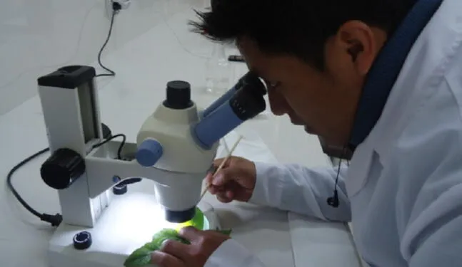 Científicos hallan nueva levadura en plantas de cacao