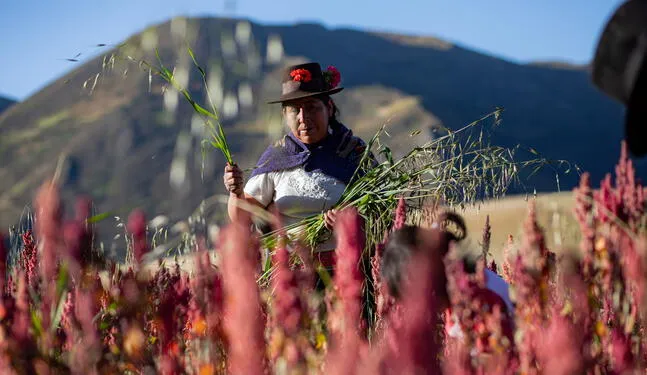 Destinan S/ 168 millones para garantizar agricultura sostenible