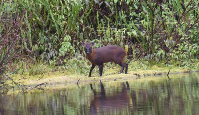 El pudú: el venado enano endémico descubierto en Perú