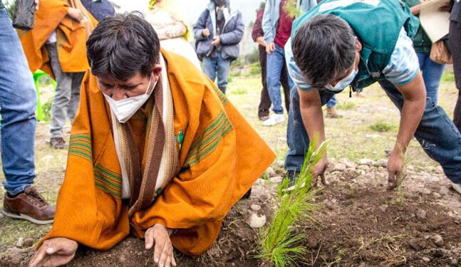 Arequipa ejecuta jornada de reforestación