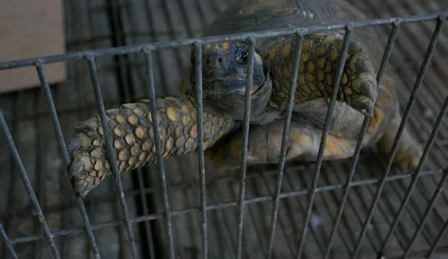 Cusco frenará tráfico de fauna silvestre en su aeropuerto