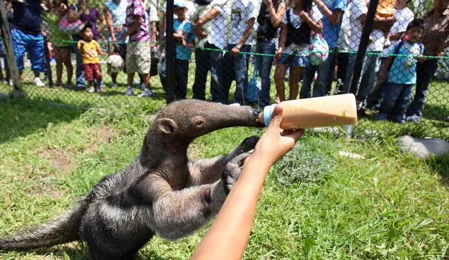 Zoológico de Pucallpa podrá albergar especies protegidas