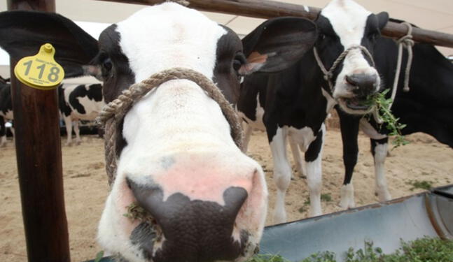Vaca modificada produce insulina humana en su leche