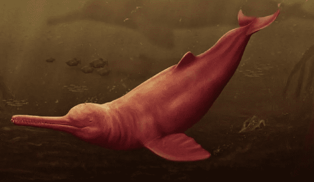 Delfín más grande de la historia habitó Amazonía peruana