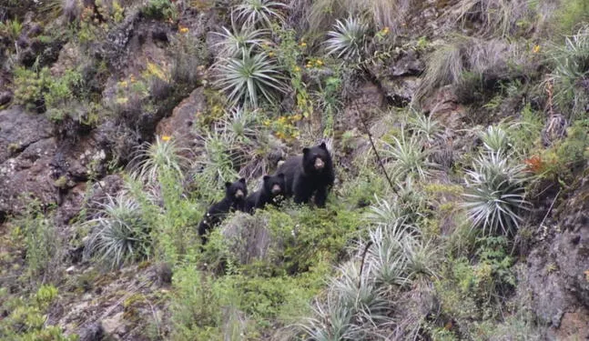 Familia de osos andinos es avistada en el Santuario de Machu Picchu