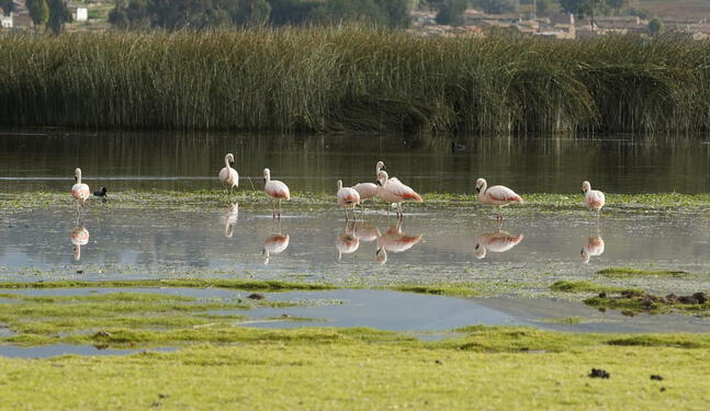 Perú aplica medidas para proteger sus humedales