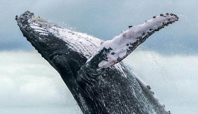 Perú es nominado como Destino Líder de Avistamiento de Ballenas