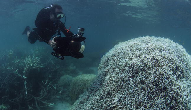 Corales del mundo en peligro de muerte por calentamiento global