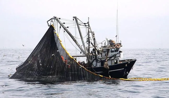 Estudio confirma los enormes daños de la pesca incidental