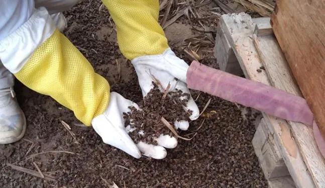 Muerte masiva de abejas genera preocupación en Moyobamba
