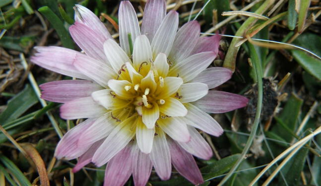 Bofedales del Perú albergan a 165 especies de plantas