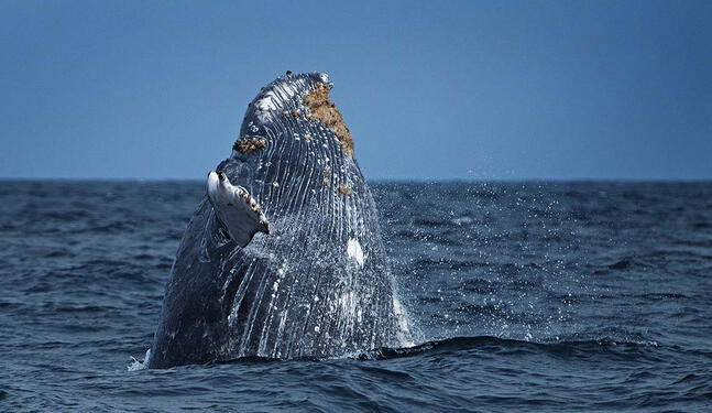 Reserva Nacional Mar Tropical de Grau es una realidad