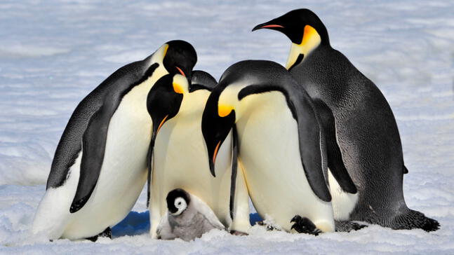 Pingüino emperador se extinguiría a finales del siglo
