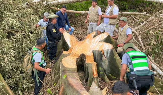 Denuncian deforestación de bosques en la Cordillera Escalera