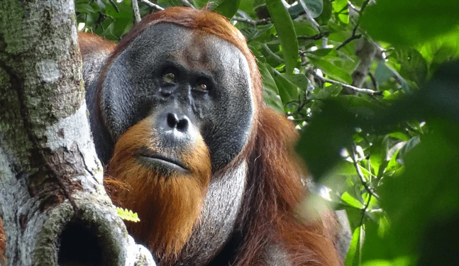 Rakus: El primer animal que se cura con hierbas medicinales