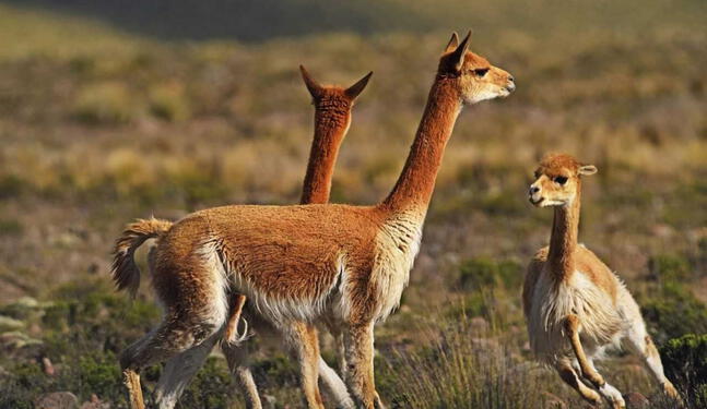Inventario confirma enorme riqueza natural del Perú