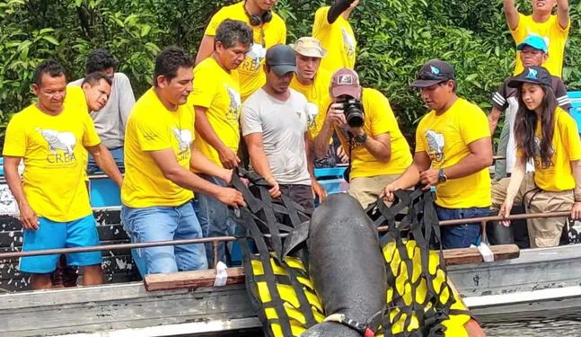 Loreto: Manatíes son liberados en la Reserva Nacional Pacaya Samiria