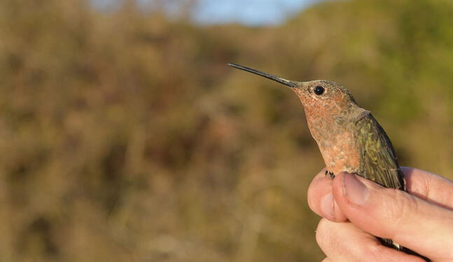 Colibrí gigante realiza migración extrema en los Antes de Perú