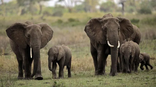 Elefantes son los animales más maltratados en zoológicos europeos
