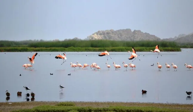 Perú en vías de declarar nueva área de conservación regional