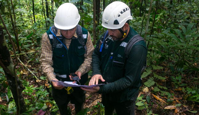 Serfor fortalecerá sistema de control forestal y de fauna silvestre