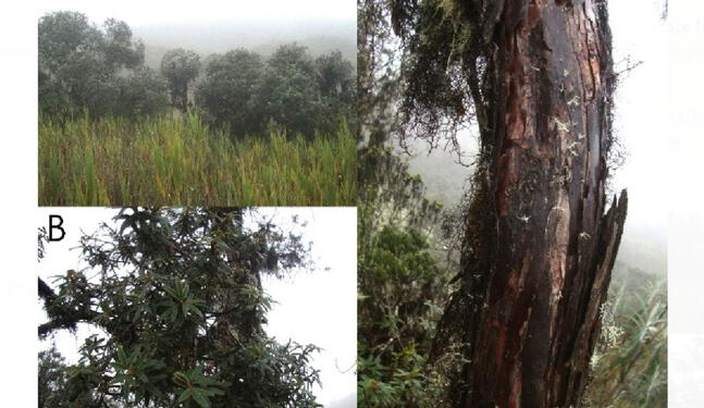 Nueva especie de árbol es descubierta en Junín