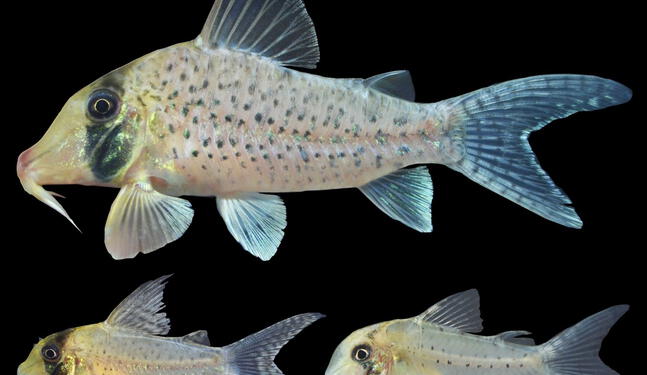 Descubren en Loreto especie de pez única en el mundo