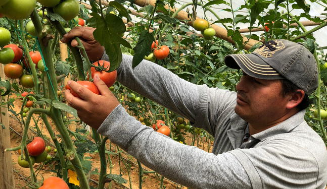 Tomate peruano será objeto de estudios científicos