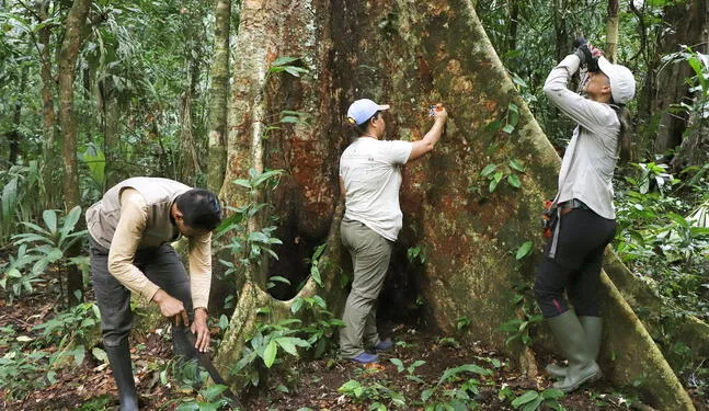 Gobierno otorgará S/ 26 millones para conservación de bosques
