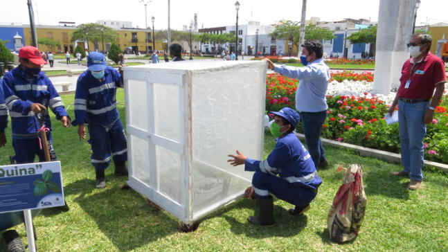 Roban emblemático árbol de la quina de plaza de Armas Trujillo