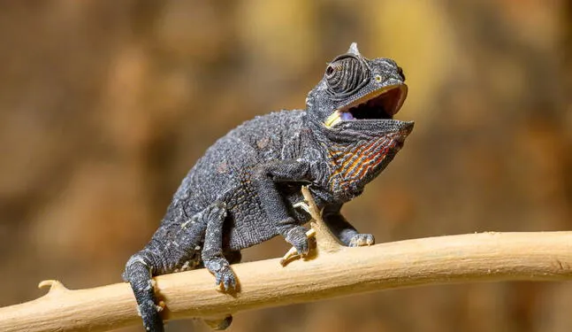 Registran primer nacimiento en cautiverio de Camaleón del Desierto