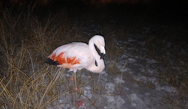 Parihuana sorprende al aparecer en azotea de vivienda en Puno
